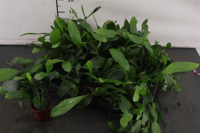 <h4>Mini.. Epiphyllum Pumilum 5.5 Cm. Pot</h4>