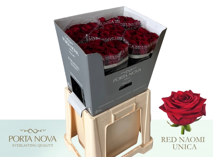 <h4>R Gr Red Naomi! Unica 70-34</h4>