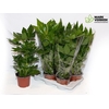 Fatsia Overig