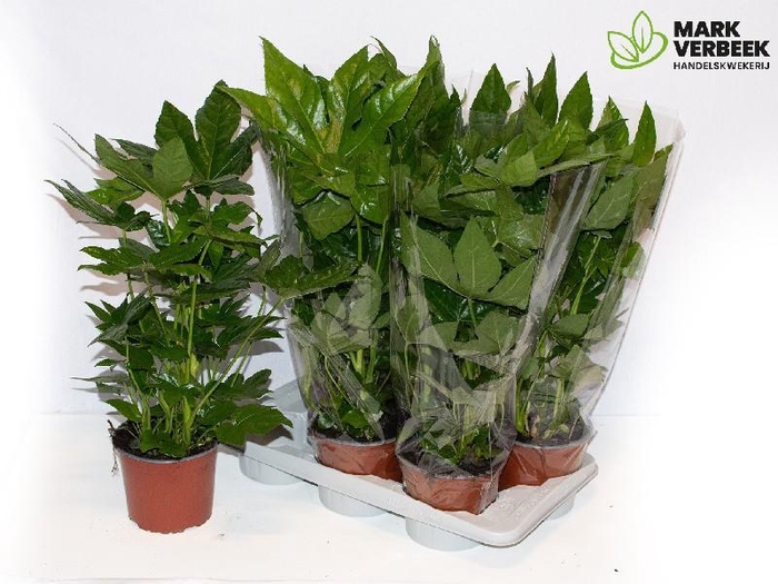 <h4>Fatsia Overig</h4>