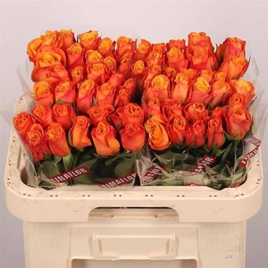 Rosa large confidential