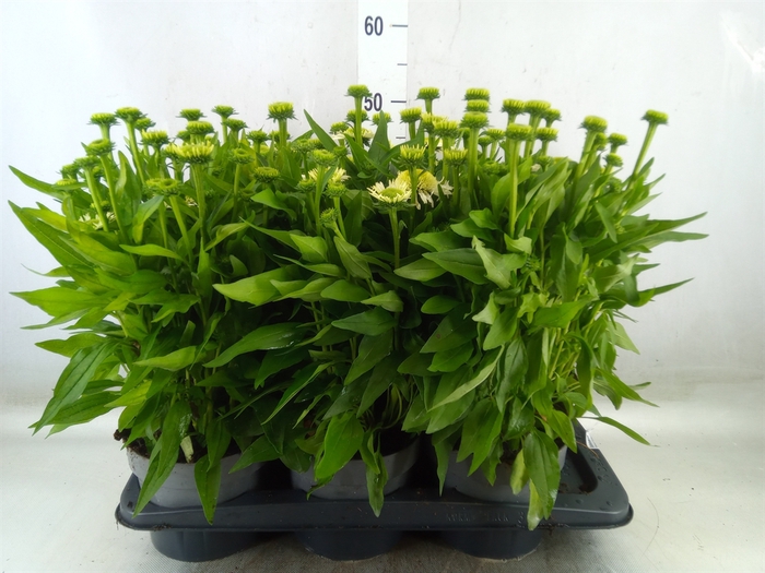 <h4>Echinacea   ...</h4>
