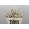 Amaranthus Yearming Desert