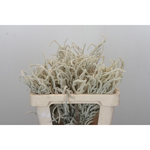 Amaranthus Yearming Desert