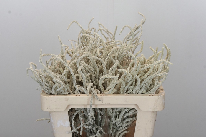 <h4>Amaranthus Yearming Desert</h4>