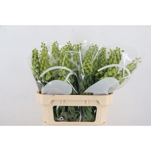 FRIT IVORY BELLS 080CM