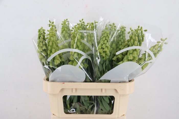 FRIT IVORY BELLS 080CM