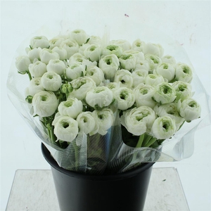 Ran Su Sr Firenze Extra