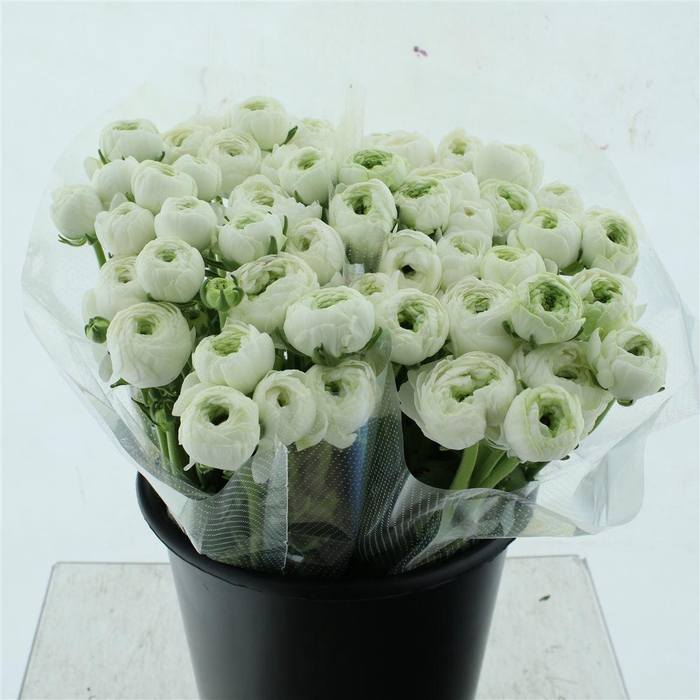 <h4>Ran Su Sr Firenze Extra</h4>