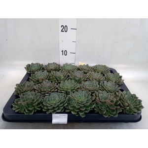 Graptopetalum tacitus