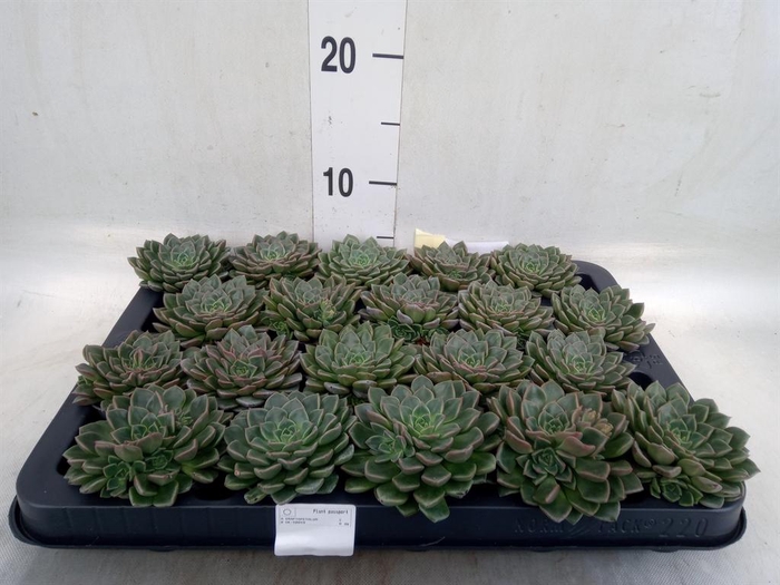 <h4>Graptopetalum tacitus</h4>