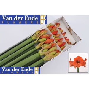 HIPP GA NARANJA