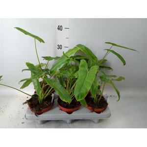 Philodendron   ...