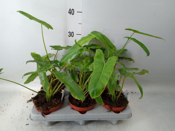 <h4>Philodendron   ...</h4>