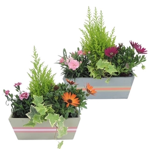 Collectie Jessy Arrangement in Houten bak 25 cm