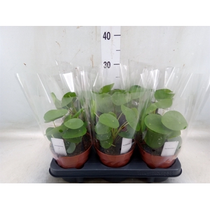 Pilea peperomoides