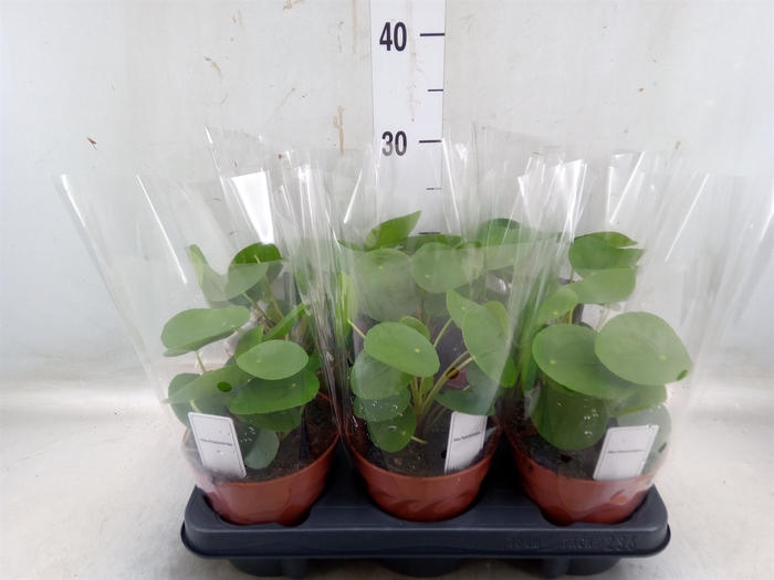 <h4>Pilea peperomoides</h4>