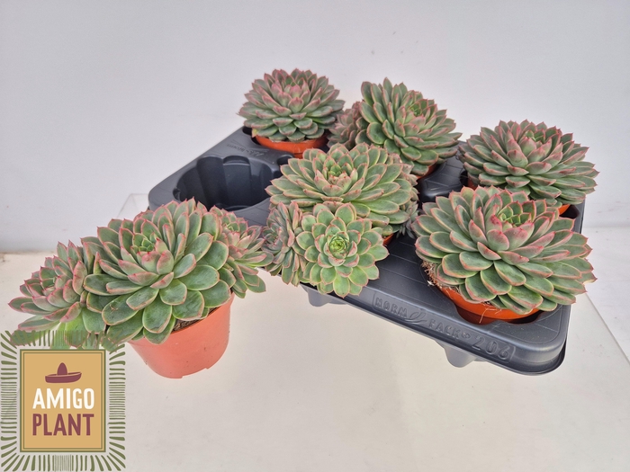 <h4>ECHEV ROSETTA CHICO</h4>