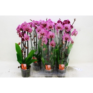 PHAL EL CASCADE