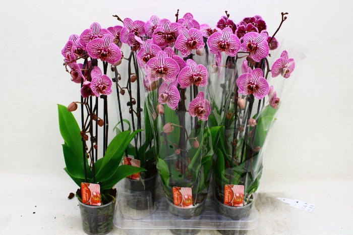 <h4>PHAL EL CASCADE</h4>
