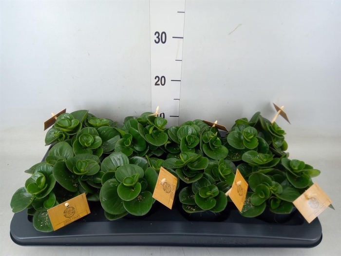 <h4>Peperomia obt. 'Obtipan'</h4>