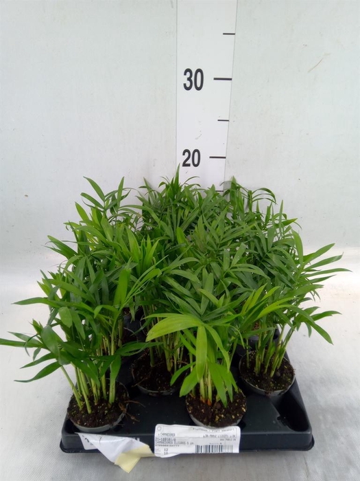 <h4>Chamaedorea   ...</h4>