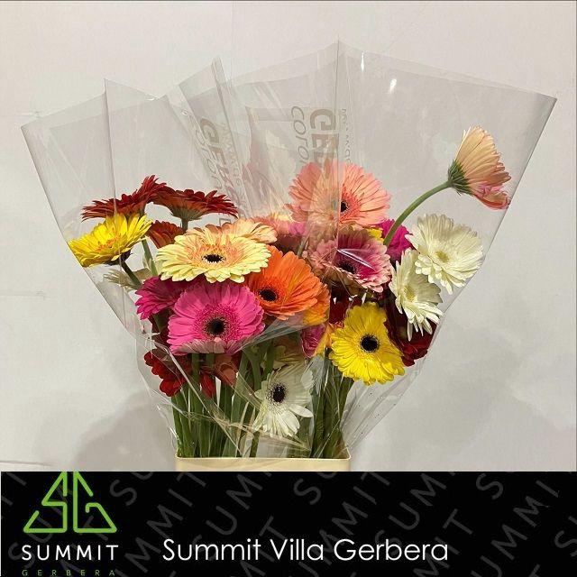 <h4>Gerbera Mix op Rij Water x40 Lang</h4>