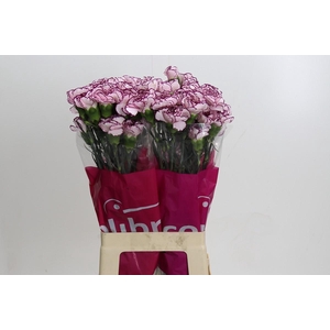 Dianthus St Damascus