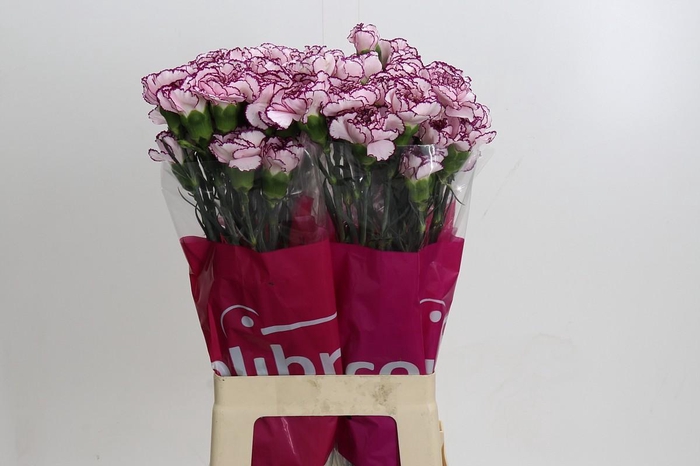 <h4>Dianthus St Damascus</h4>