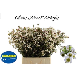 CHAME MOONL DELIGHT