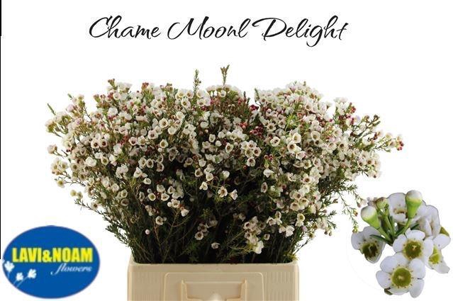 <h4>CHAME MOONL DELIGHT</h4>