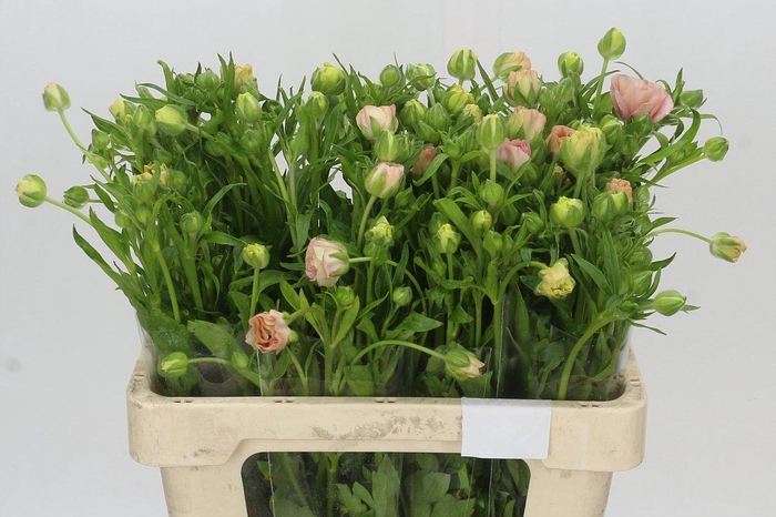 <h4>Ranunculus Magical Mascarpone</h4>