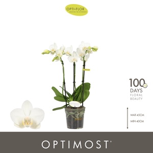 Optimost Amabilis Starrion 3 spike