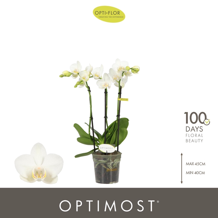 <h4>Optimost Amabilis Starrion 3 spike</h4>