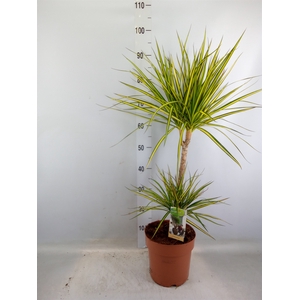 Dracaena marg. 'Sunray'