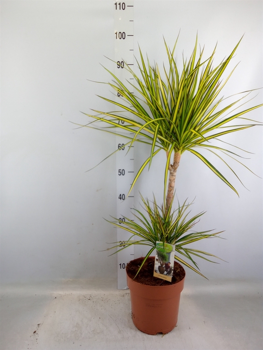 <h4>Dracaena marg. 'Sunray'</h4>