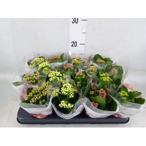 Kalanchoe blos. 'RoyalDon'   ..mix