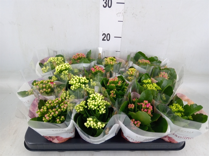 <h4>Kalanchoe blos. 'RoyalDon'   ..mix</h4>