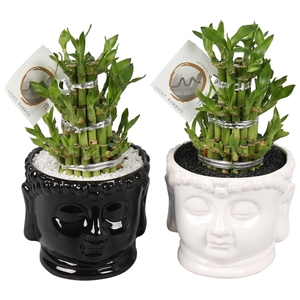 Lucky Bamboo Round 3Big in ø15cm Buddha head pot Black/White