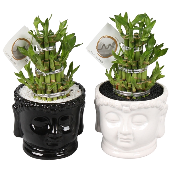 <h4>Lucky Bamboo Round 3Big in ø15cm Buddha head pot Black/White</h4>