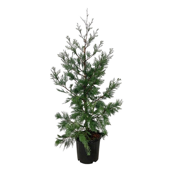 <h4>Calocedrus dec. 'Pillar'</h4>