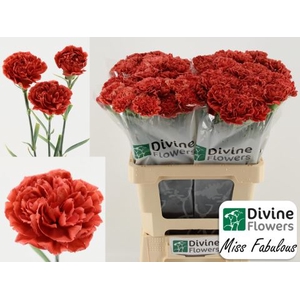 Dianthus ST 'Miss Fabulous'