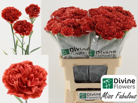 <h4>Dianthus ST 'Miss Fabulous'</h4>