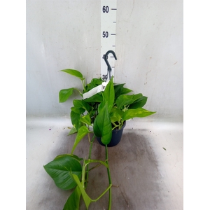 Epipremnum pinn. 'Aureum'  HG