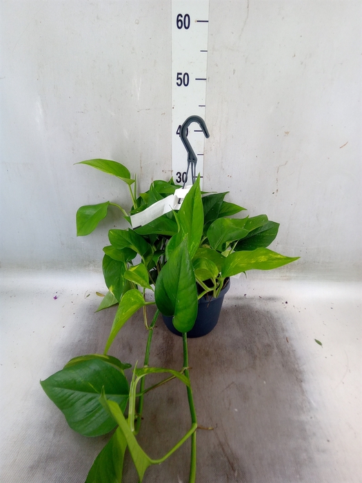 <h4>Epipremnum pinn. 'Aureum'  HG</h4>