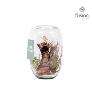 Green Bottle Isabella small met air tillandsia