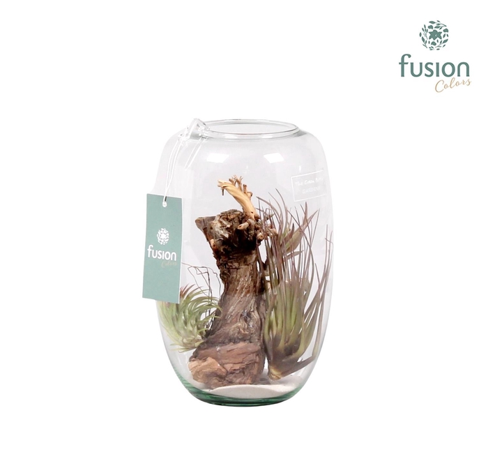 <h4>Green Bottle Isabella small met air tillandsia</h4>