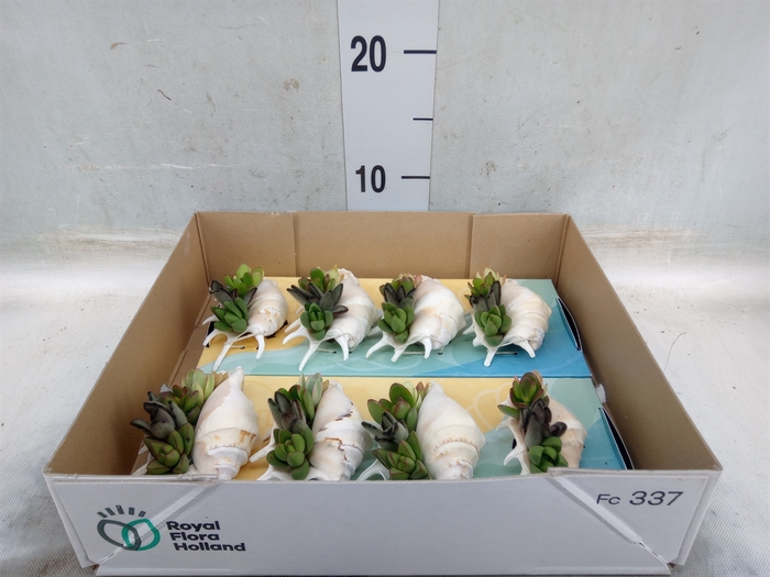 <h4>Planten  ..in schelp L%</h4>