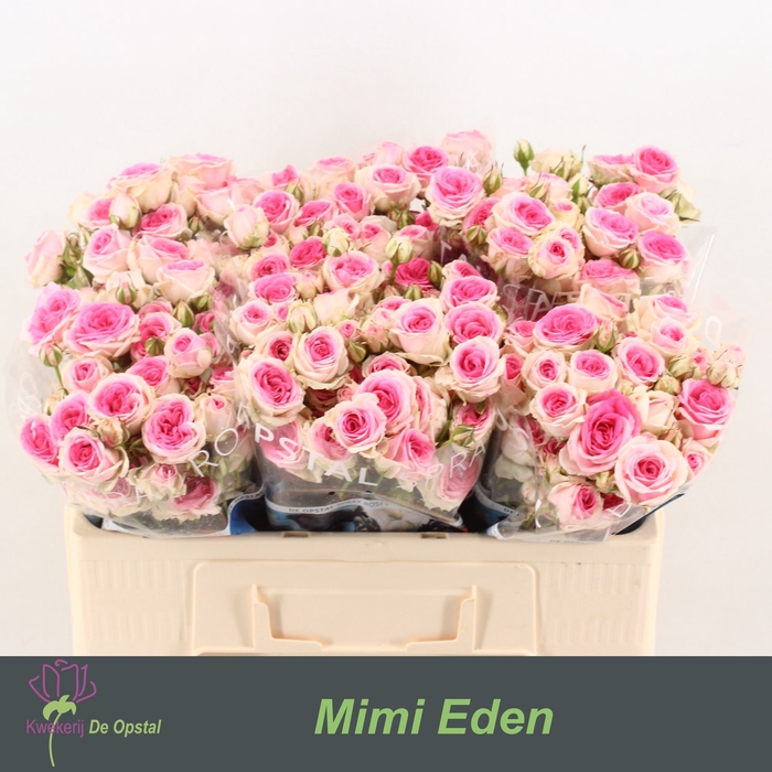 <h4>R TR MIMI EDEN</h4>