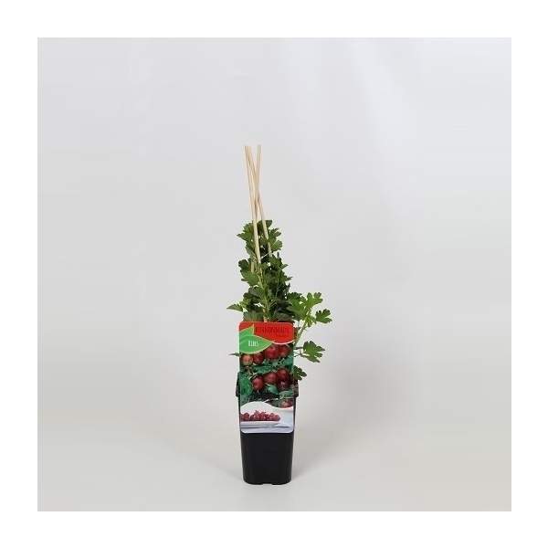 <h4>Ribes uva crispa rood</h4>